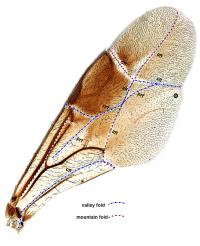 Wing