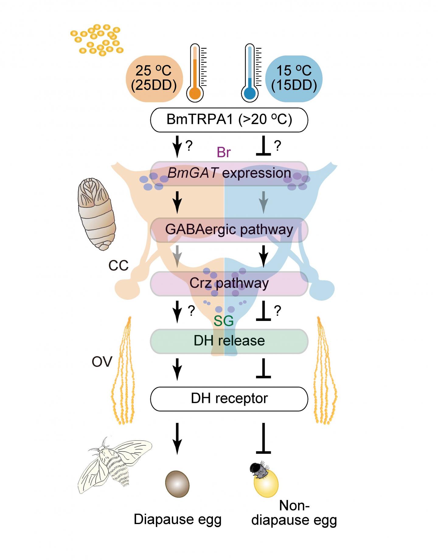 Figure 4E