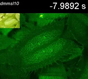 Video 6: Interactions between an ant and a trap in a DmMSL10 knockout plant