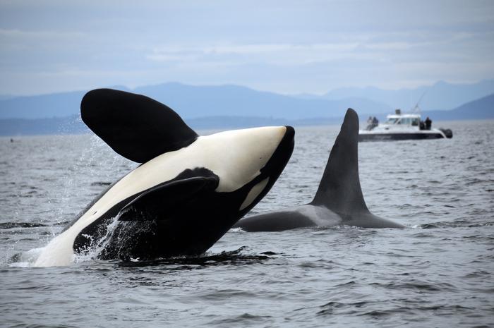 Increasing presence of Bigg’s killer whales and changing seasonality of Southern Resident killer whales in Washington waters