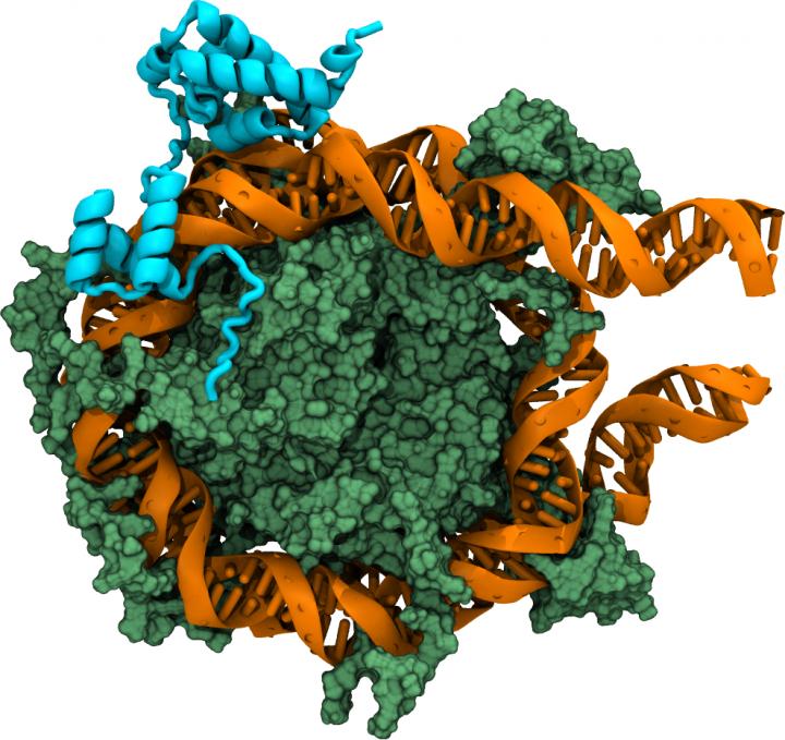 The Oct4-Nucleosome Complex