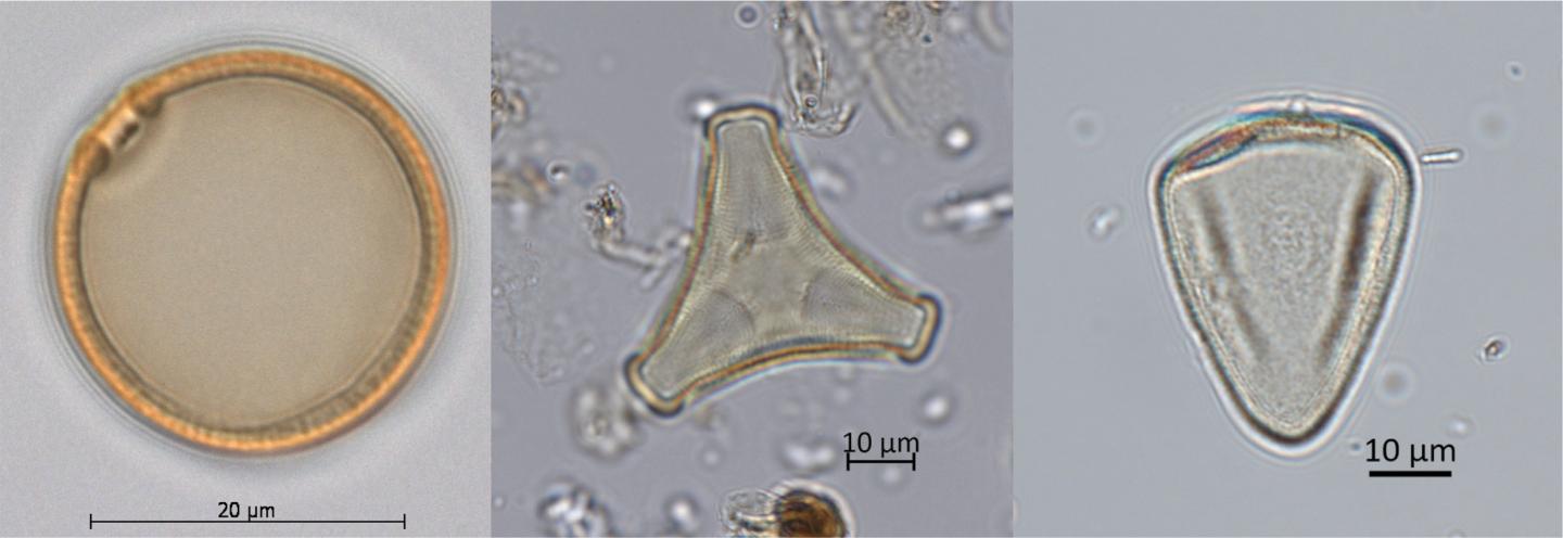 Pollen