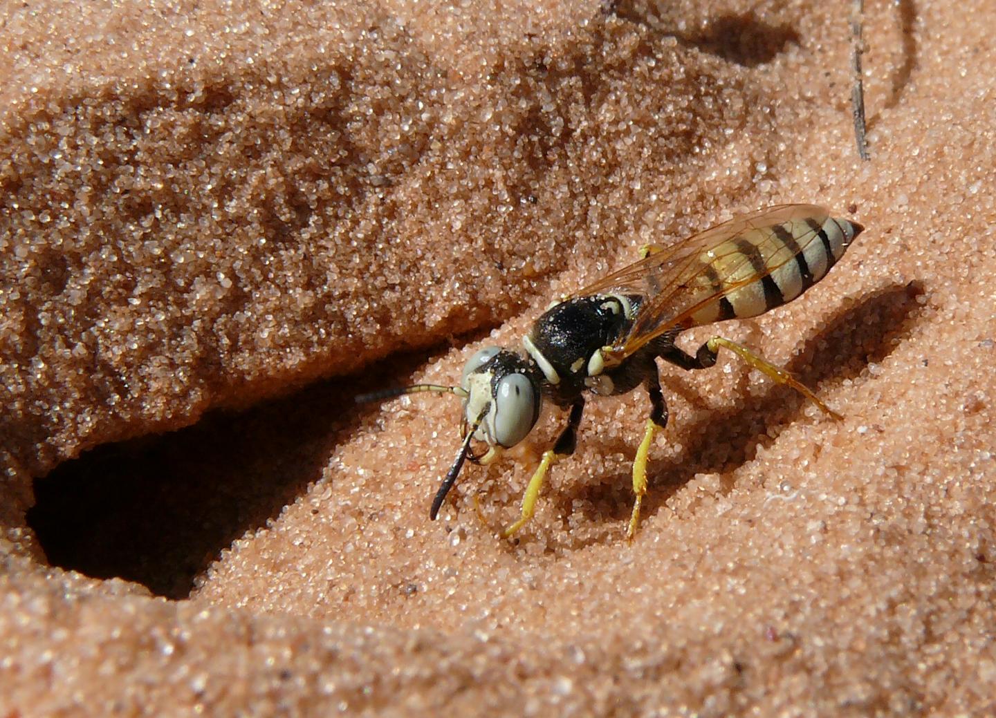 Philanthus basilaris