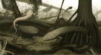 Illustration of the New Species