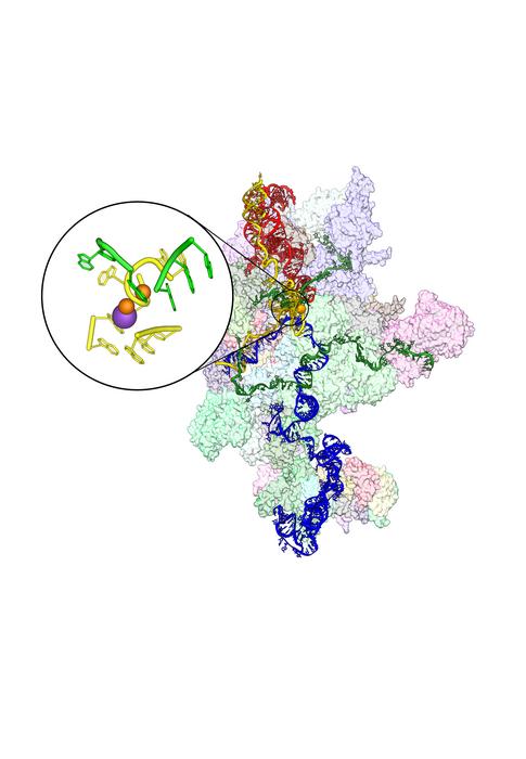 Simulation of splicesome