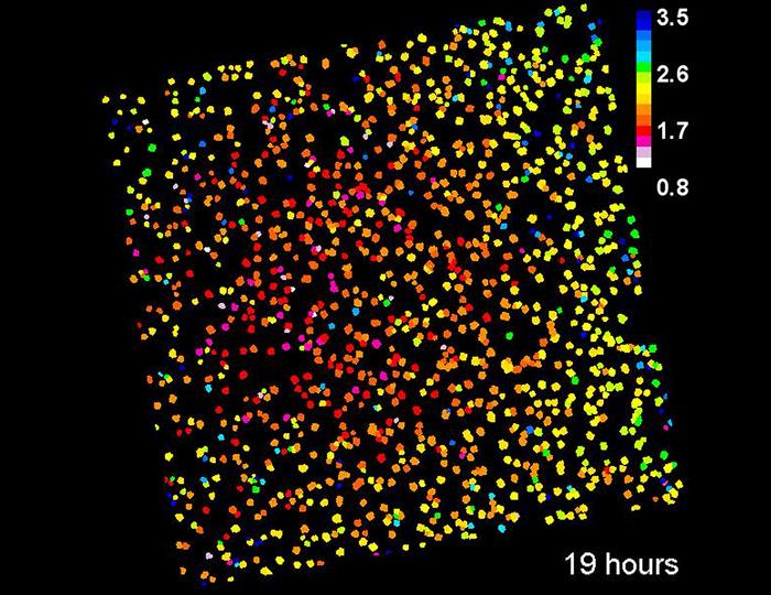 Salicylic acid biosensor SalicS1
