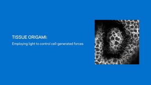 Using Light to Study and Control Tissue Folding