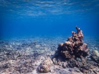 A Coral Rubblefield in Sulawesi, Indonesia