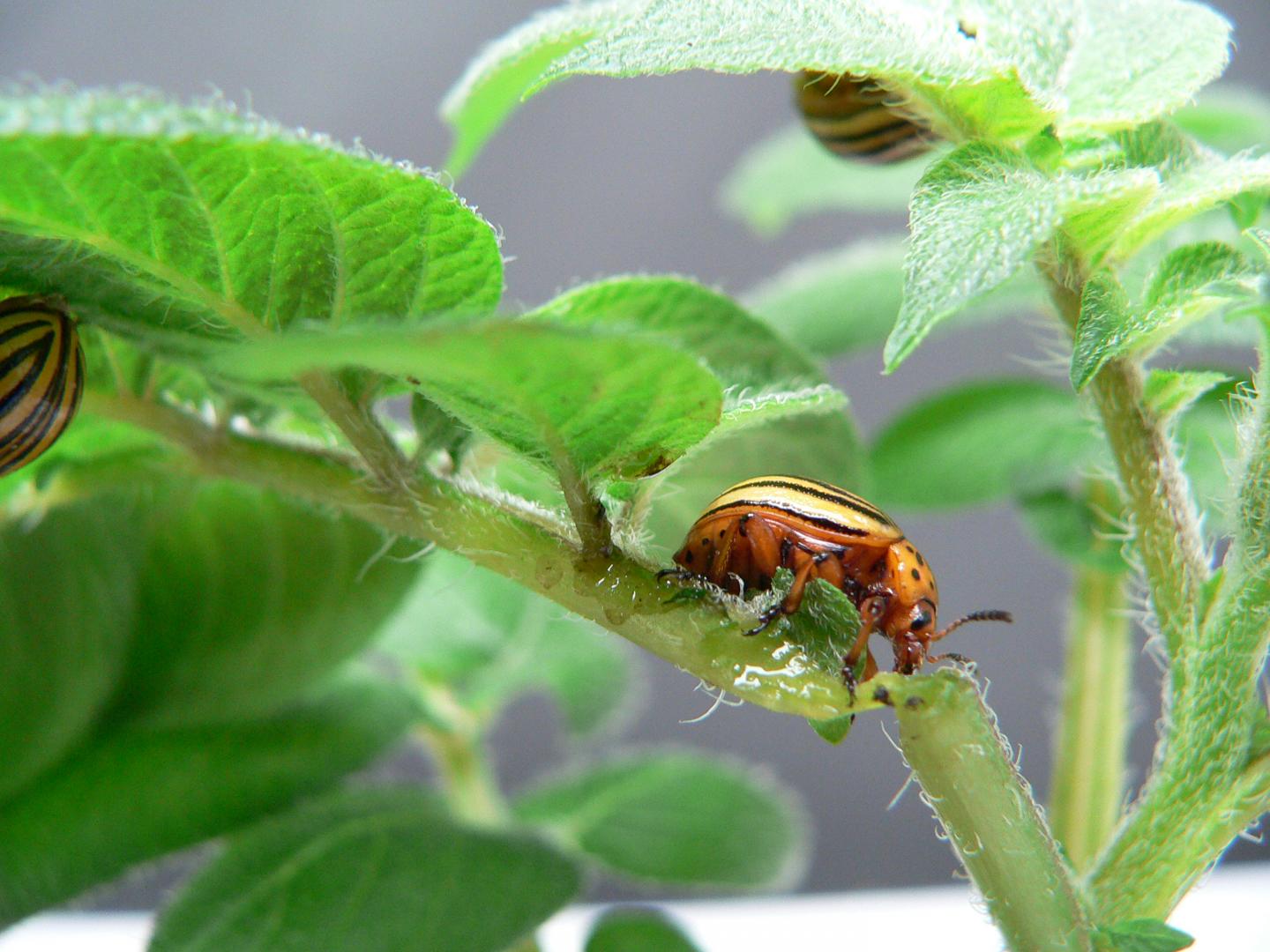 Potato Beetle