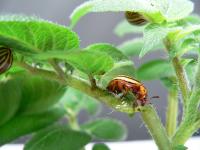 Potato Beetle