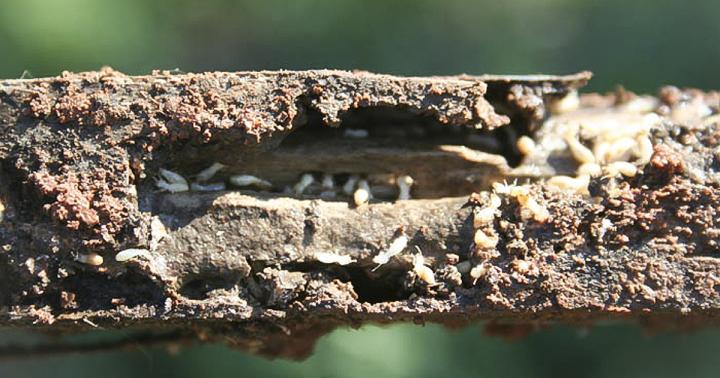 Termites in Stake
