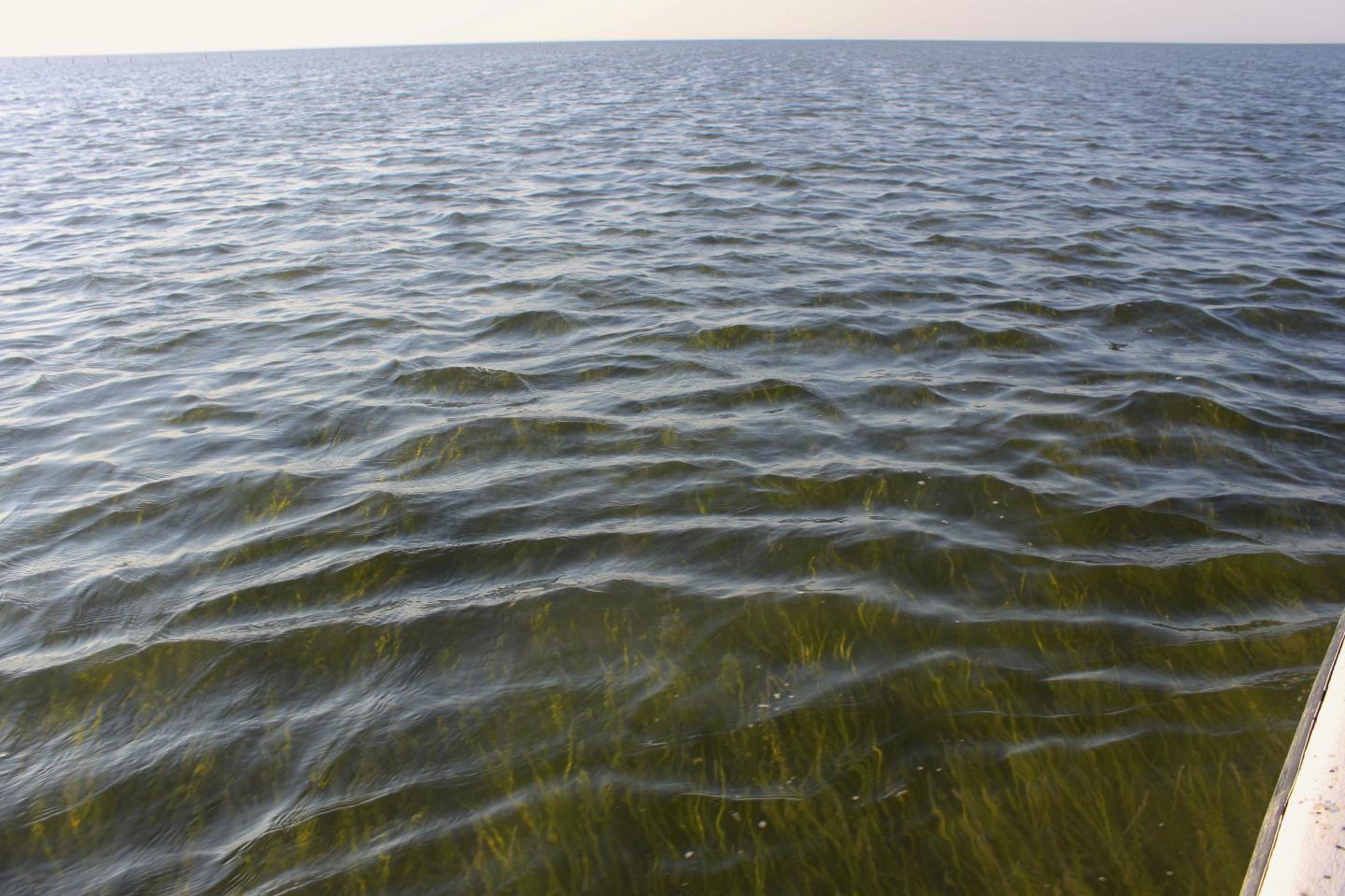 Eelgrass Meadows