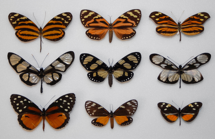 Butterfly mimicry rings