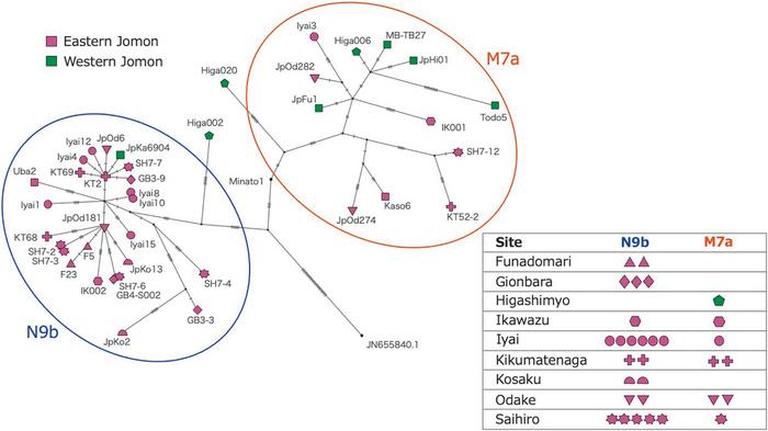 Phylogenetic network