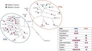 Phylogenetic network