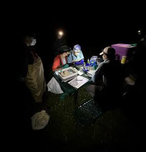 Capturing and sampling bats