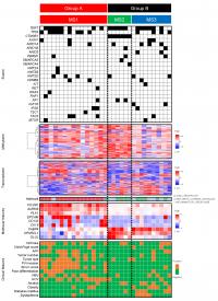 肝細胞癌の分子生物学的・免疫学的サブタイプ分類を確立