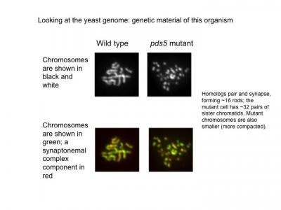 Yeast Genome