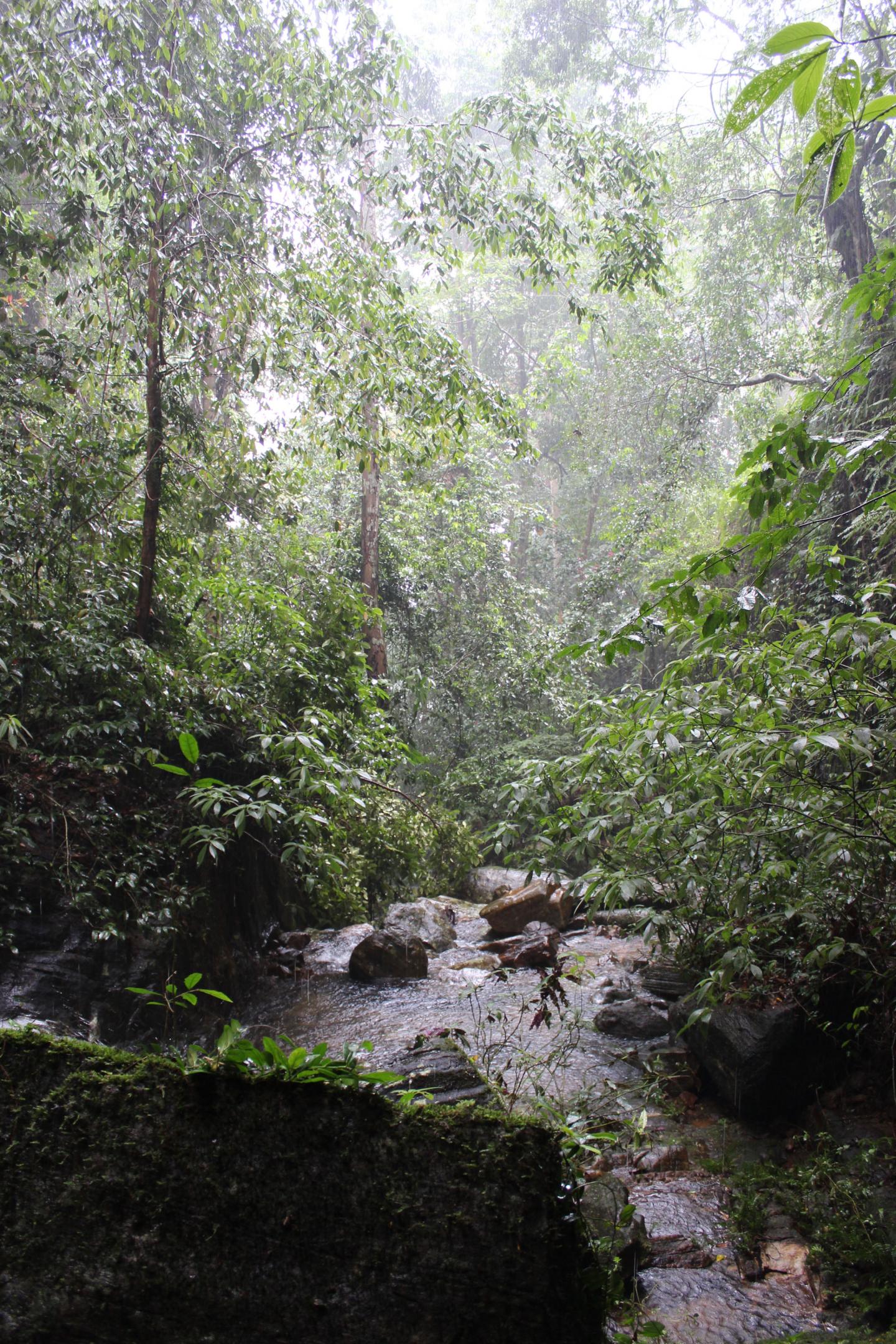 Fossil Teeth Reveal Man's Early Reliance on Rainforest Resources (3 of 4)