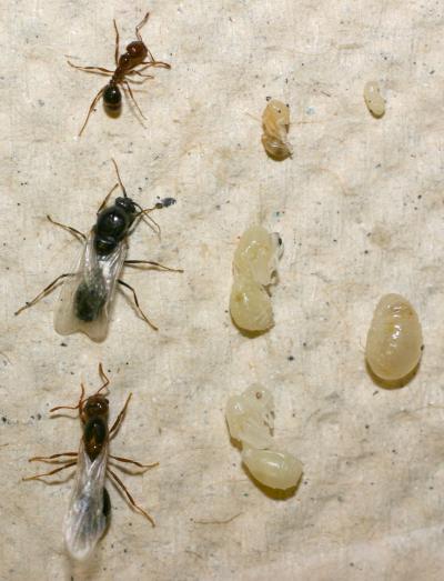 Fire Ant Castes, Sexes and Life Stages