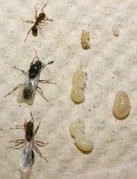 Fire Ant Castes, Sexes and Life Stages