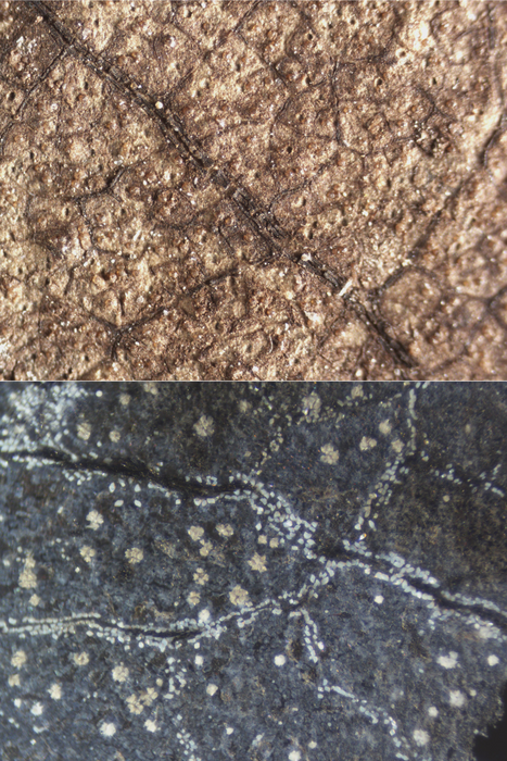 Leaf comparison