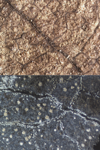 Leaf comparison