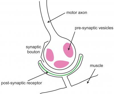 RNA Editing at the NMJ