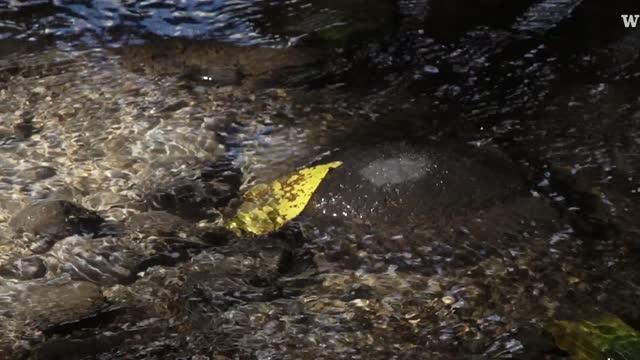 Tire-related chemical is largely responsible for adult coho salmon deaths in urban streams
