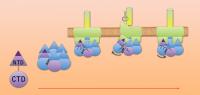 Archaellum Structure Graphical Abstract