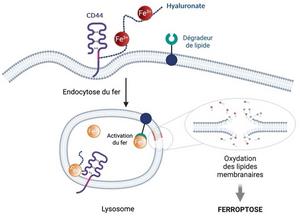 A new class of molecules against cancer cells refractory to standard treatments