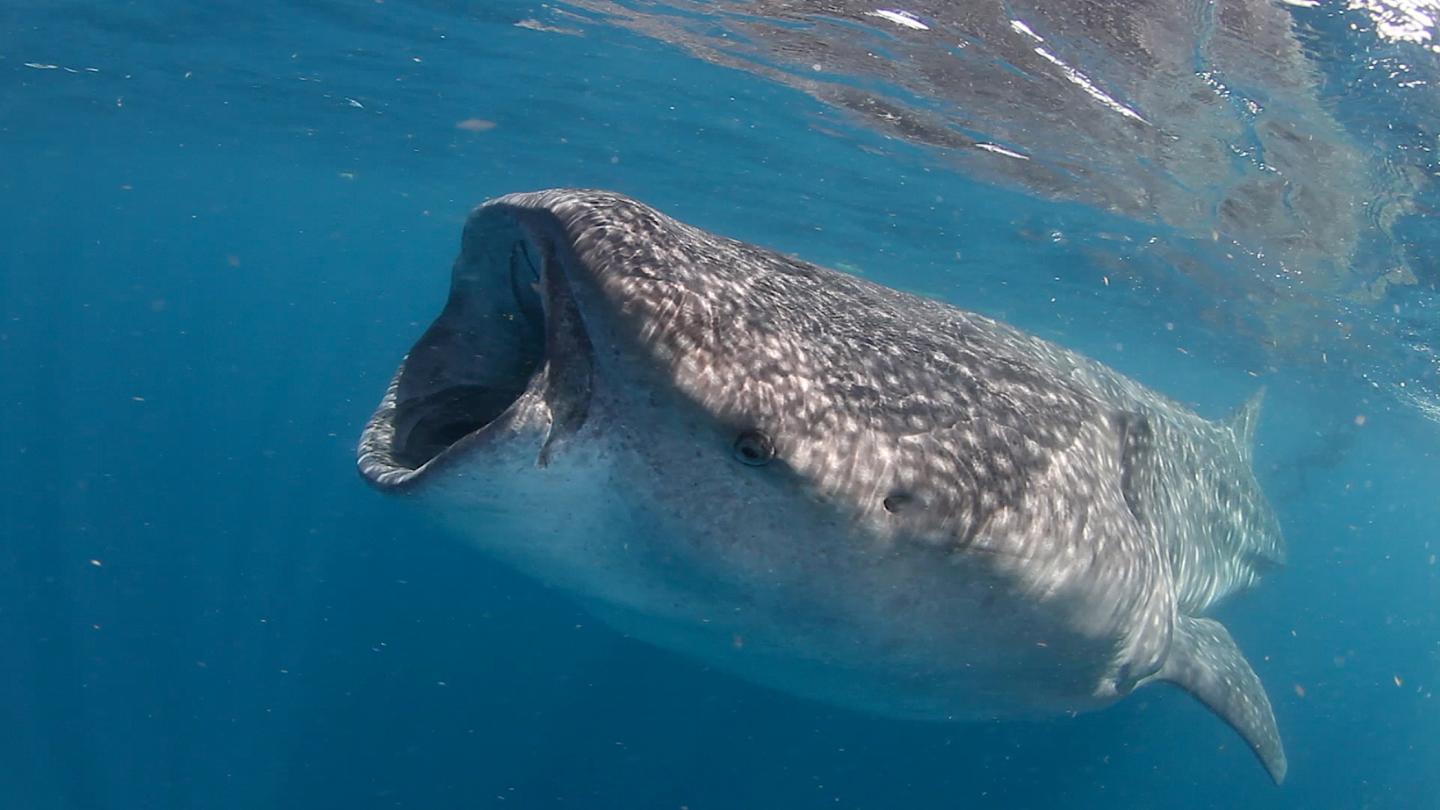 Whale Shark