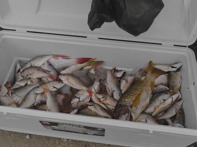 Fish