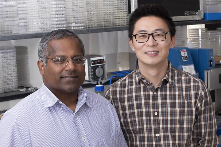 Research Team