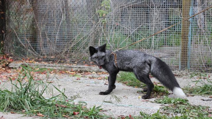 Silver Fox Study Reveals Genetic Clues to Social Behavior