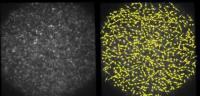 Ciona egg before and after fertilization