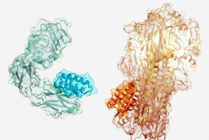 Miniprotein binders for insulin receptor and flu virus component