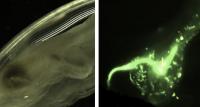 Nanoplastics within Tunicates