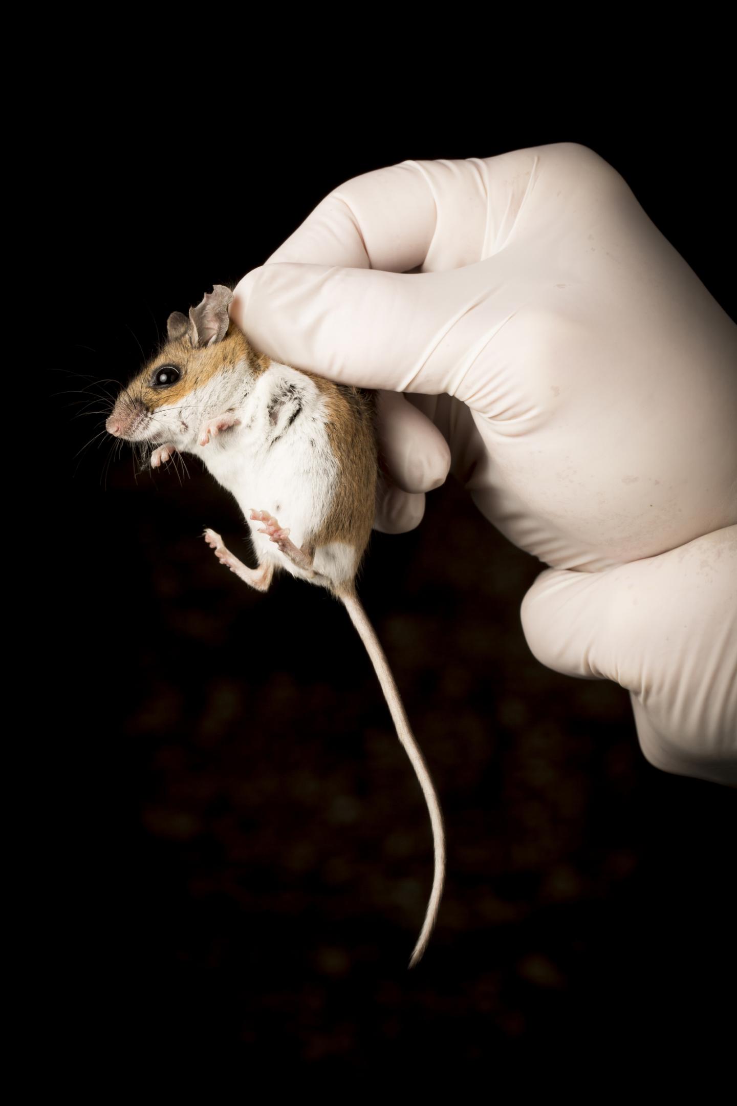 White-Footed Mouse