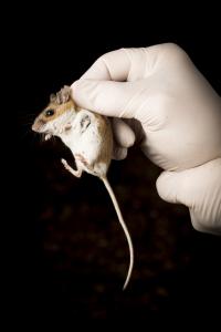 White-Footed Mouse