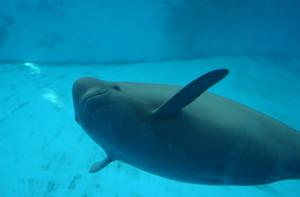 Smiling Yangtze finless porpoise