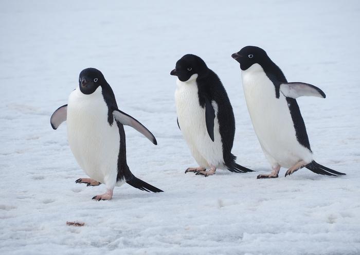 Adélie penguins (Pygoscelis adeliae) walking on ice