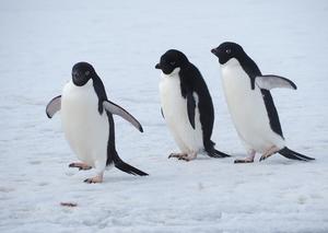 Adélie penguins (Pygoscelis adeliae) walking on ice
