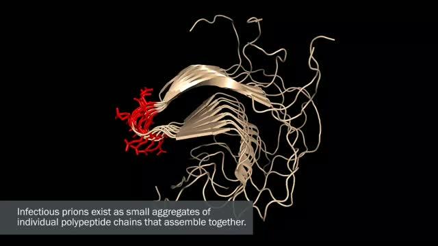 Video of Peptoid Binding