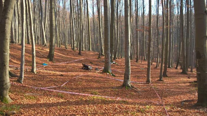 The data on methane uptake comes from soils in beech and spruce forests, like the typical Central European beech forest shown here.