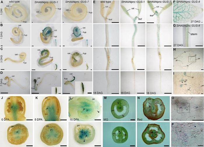 Tissue-specific expression of SlHAM4.