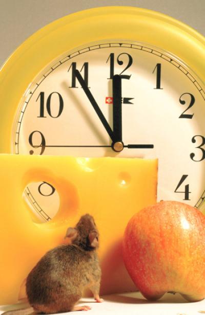 Food-anticipating Mouse and Clock