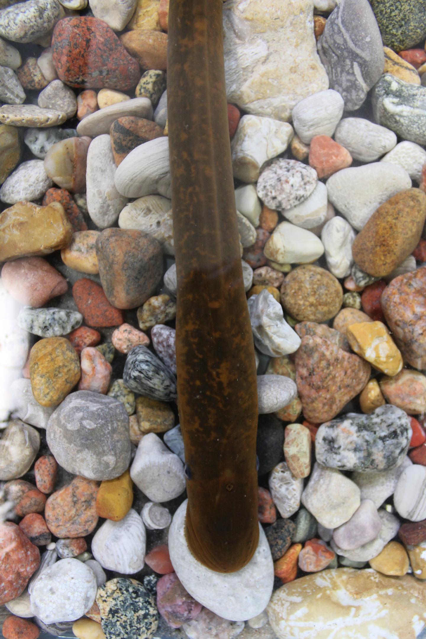 Sea Lamprey