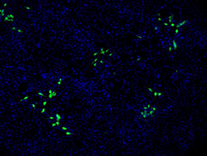 Kidyney Cells