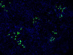 Kidyney Cells